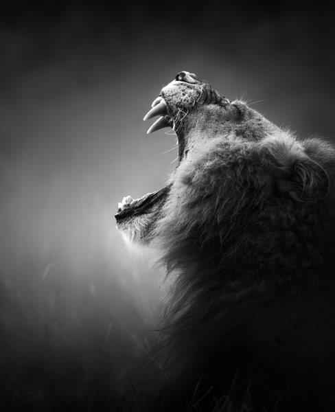 AS119 Wall décor art photographic on canvas wildlife male lion roaring black & white